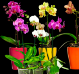 Phalaenopsis 4.99&nbsp;&euro;