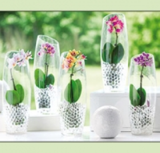 Mini-Phalaenopsis 6.99 €