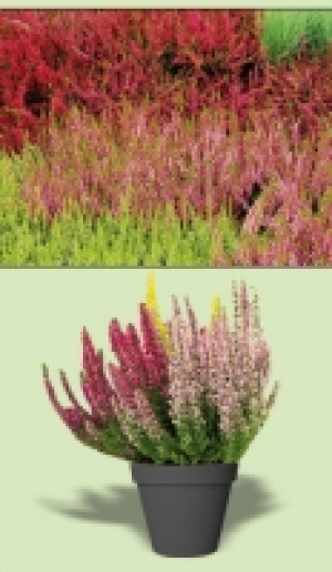 Calluna 2.99 €