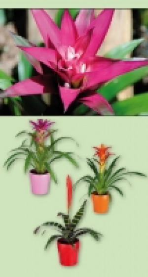 Bromelie 4.99 €