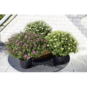 Chrysanthemen Busch 3.69 €