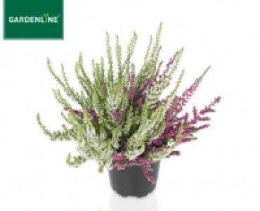 GARDENLINE&reg;Solit&auml;r-Lizenz-Callune CalluNova&reg;, Juvelis&reg;, WiBo&acute;s&reg;