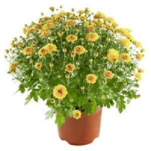 Chrysanthemen-Busch 4.99 €