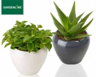 GARDENLINE®Sukkulente im Keramiktopf 2.99 €