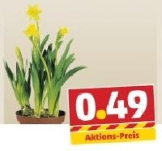 Narzisse T&ecirc;te-&agrave;-T&ecirc;te