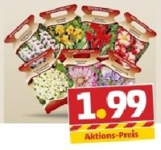 GARTEN EXCELLENT Premium-Blumenzwiebeln