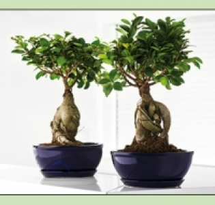 Bonsai 12.99 €