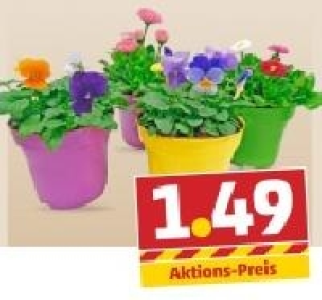 Hornveilchen o. G&auml;nsebl&uuml;mchen