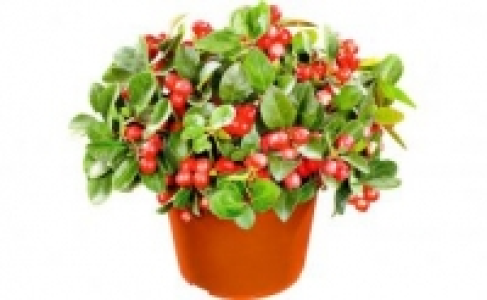 Gaultheria Scheinbeere 1.99 €