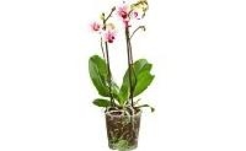 Orchidee Phalaenopsis 6.99 €