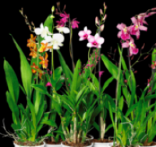 Verschiedene Orchideen 6.99&nbsp;&euro;