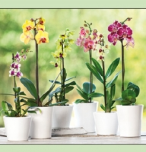 Orchideen 5.99 €