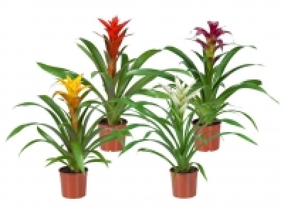 Guzmanie 3.99&nbsp;&euro;