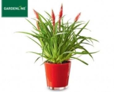 GARDENLINE®Bromelie
