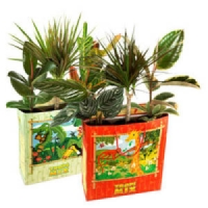 3 Grünpflanzen in einer Tragetasche 5.99 €