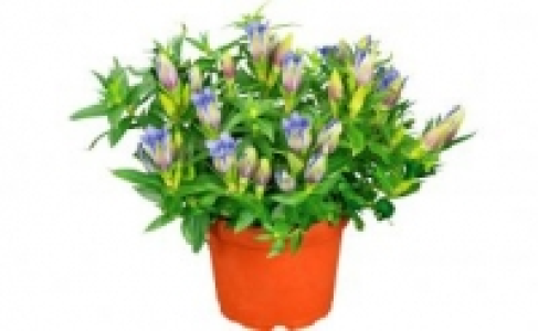 Enzian 2.49 €