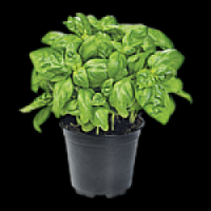Topfkräuter 0.99 €