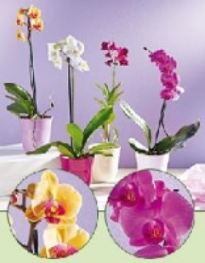 Orchideen 5.99 €