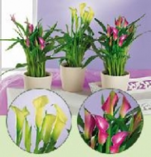 Calla Zantedeschia 6.99 €
