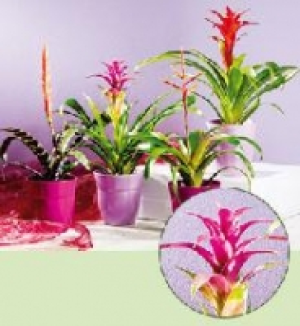 Bromelien 3.99&nbsp;&euro;