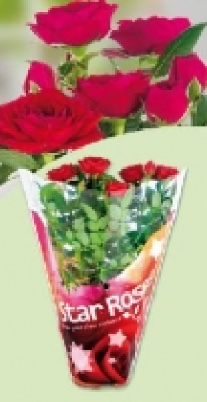 Topfrose 1.99 €
