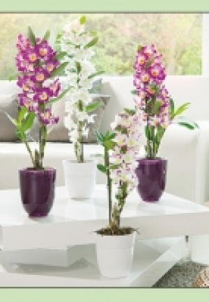 Dendrobium nobile 6.99 €