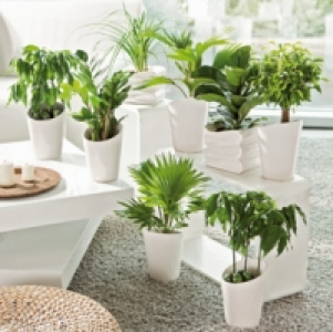 Gr&uuml;npflanze 5.99&nbsp;&euro;