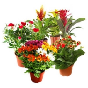 Bl&uuml;hpflanzen-Mix 2.99&nbsp;&euro;