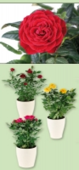 Topfrose 1.99 €