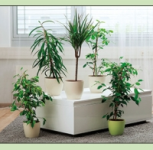 Gr&uuml;npflanze 3.99&nbsp;&euro;