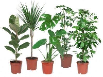 Gr&uuml;npflanze 3.99&nbsp;&euro;