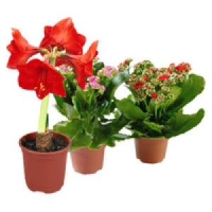 Bl&uuml;hpflanzen-Mix 2.99&nbsp;&euro;