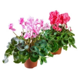Cyclamen 3.29&nbsp;&euro;