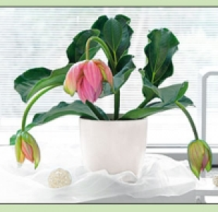 Medinilla magnifica 8.99 €