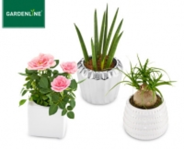 GARDENLINE&reg; Mini-Pflanze