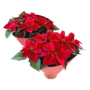 Weihnachtssterne, rot (Euphorbia pulch.)