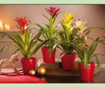Bromelie 3.99 €