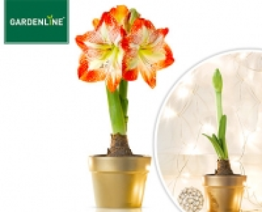 GARDENLINE&reg; Amaryllis