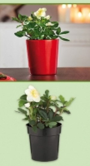 Christrose Helleborus 3.49&nbsp;&euro;