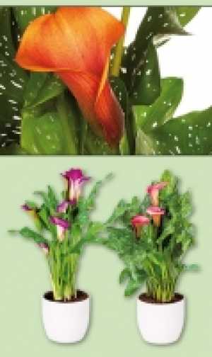 Calla Zantedeschia 4.99 €