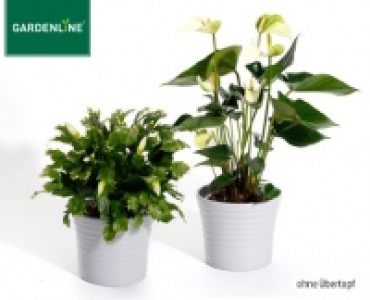 GARDENLINE®Weihnachtlicher Blühmix