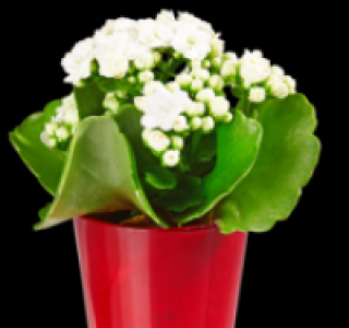 Flammendes Käthchen 2.49 €