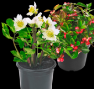 Pflanzen-Mix 1.99&nbsp;&euro;