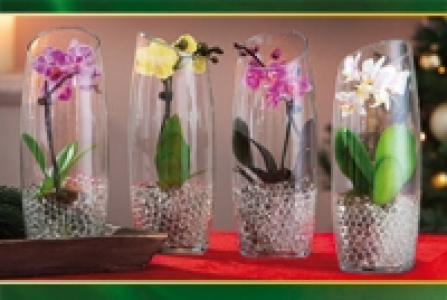 Mini-Phalaenopsis 6.99 €