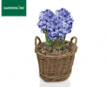 GARDENLINE®Hyazinthen, weihnachtlich