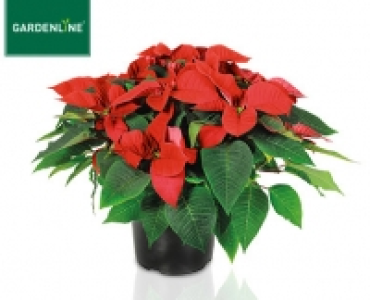 GARDENLINE®Weihnachtssternbusch
