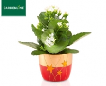 GARDENLINE®Bepflanzte Weihnachtskeramik