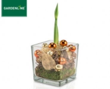 GARDENLINE®Weihnachtliche Amaryllis