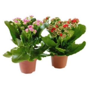 Bl&uuml;hpflanzen-Mix 2.99&nbsp;&euro;