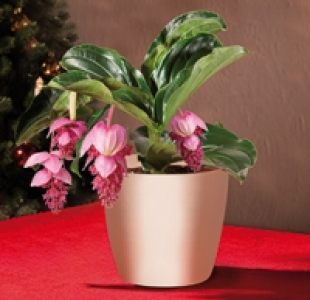 Medinilla magnifica 8.99 €